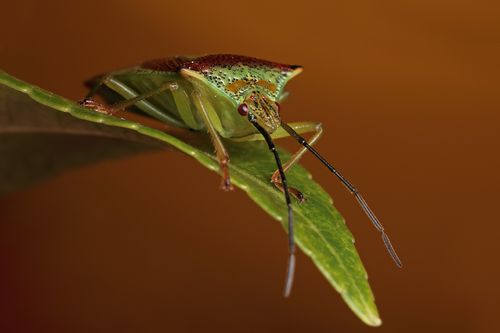 Hawthorn Shieldbug 2